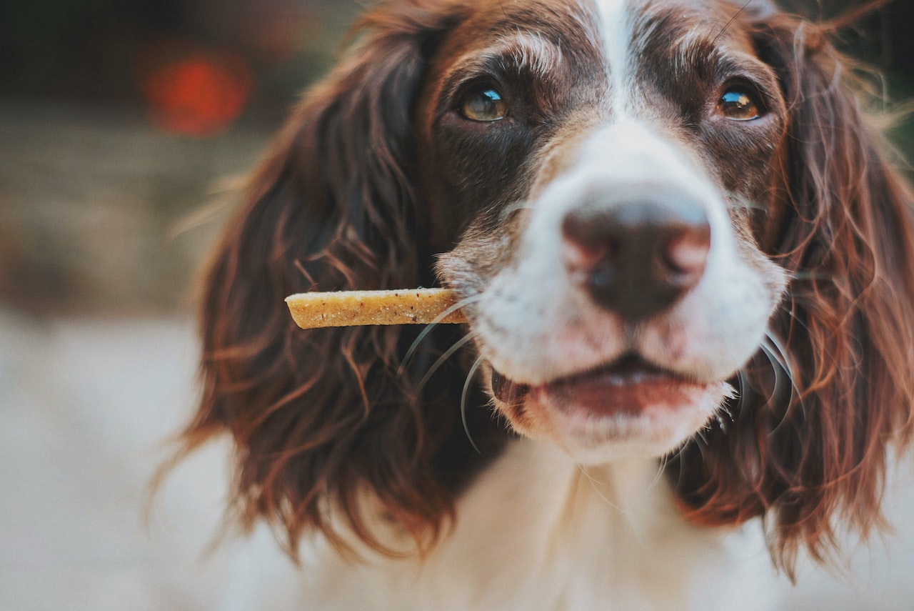 William Walker #williamwalkerrecipes - Herzhafte selbstgemachte Hundekekse zum Valentinstag