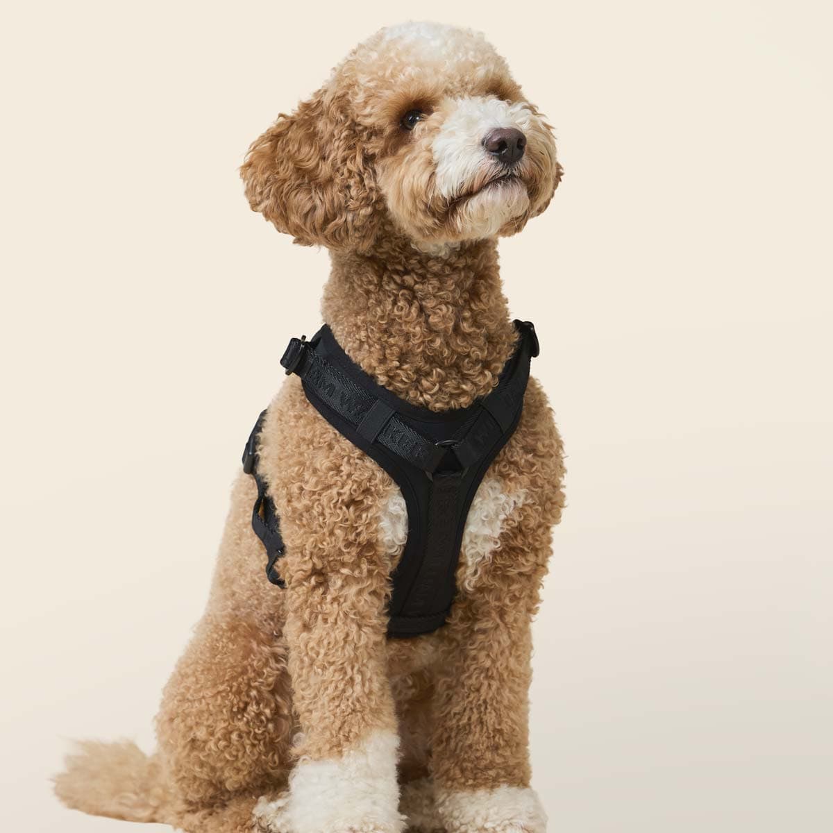 William Walker Premium Hundegeschirr Bundle - Winter Angebot