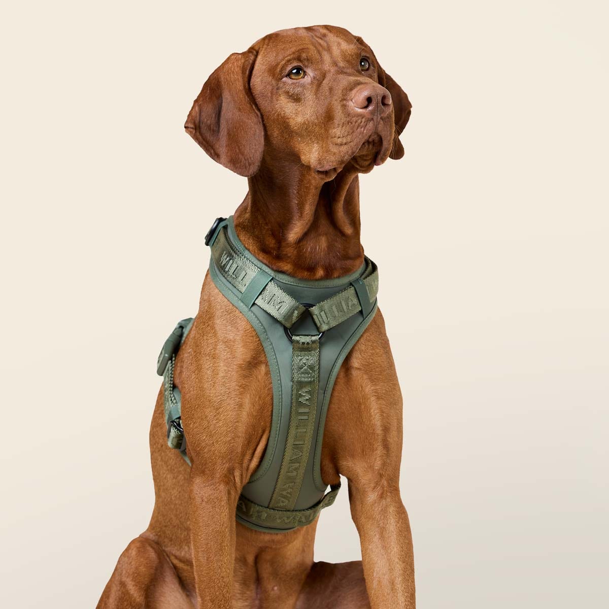 William Walker Premium Hundegeschirr Bundle - Winter Angebot