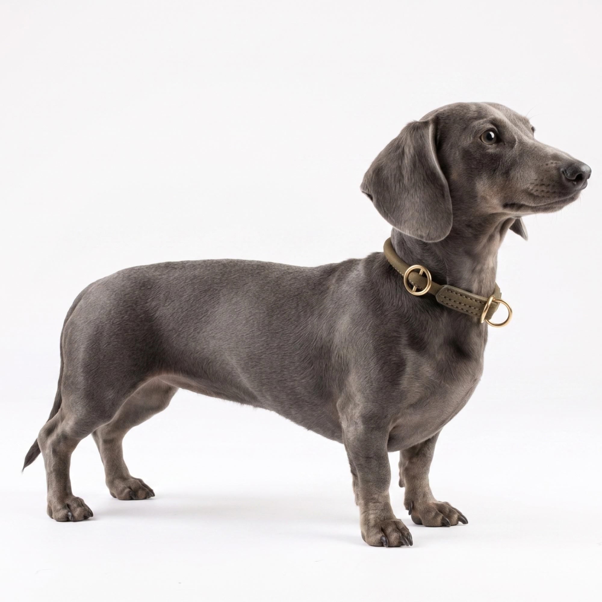 William Walker Rundes Zugstopp-Halsband aus Leder
