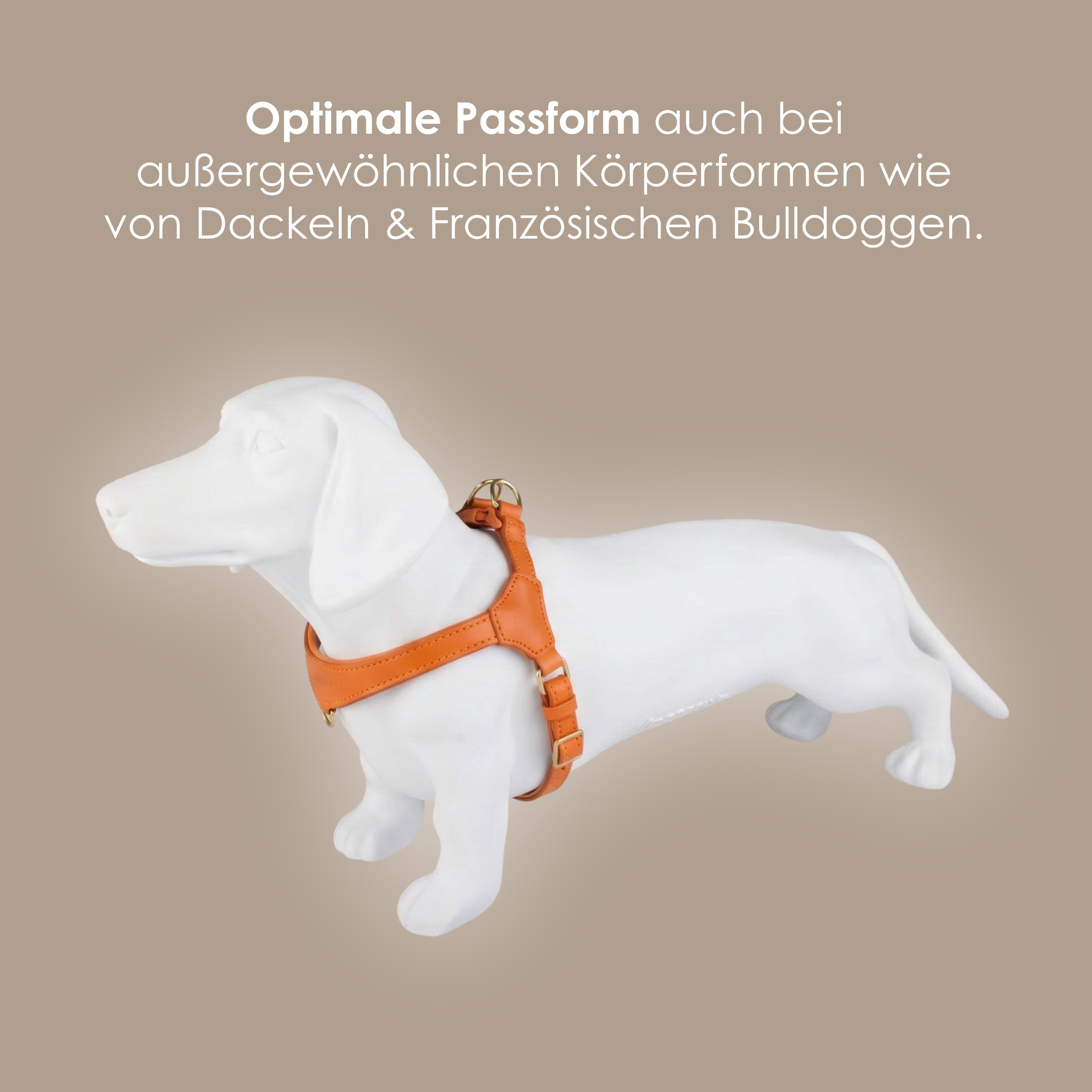 William Walker Step-In Leder Geschirr Pico für kleine Hunde