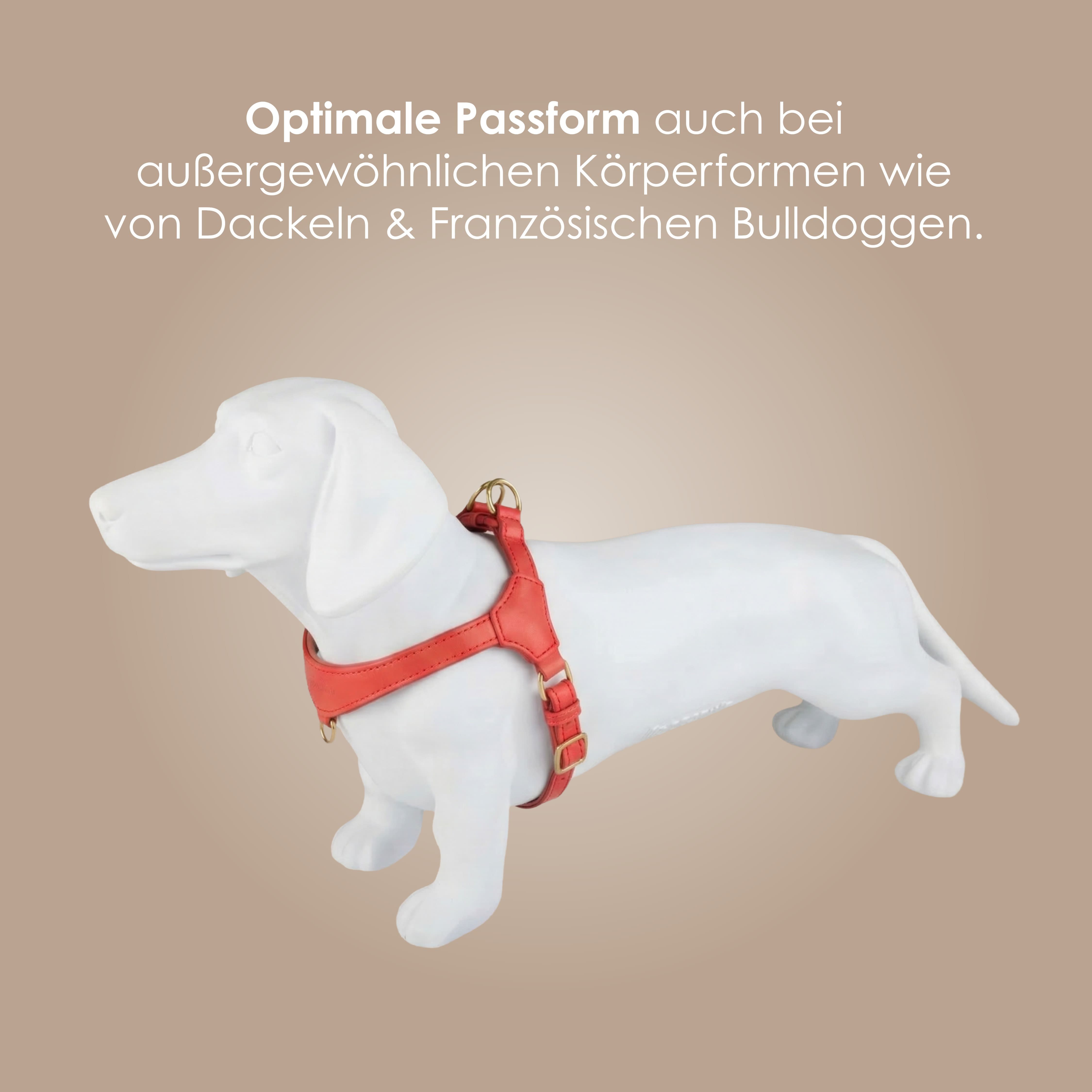 William Walker Step-In Leder Geschirr Pico für kleine Hunde