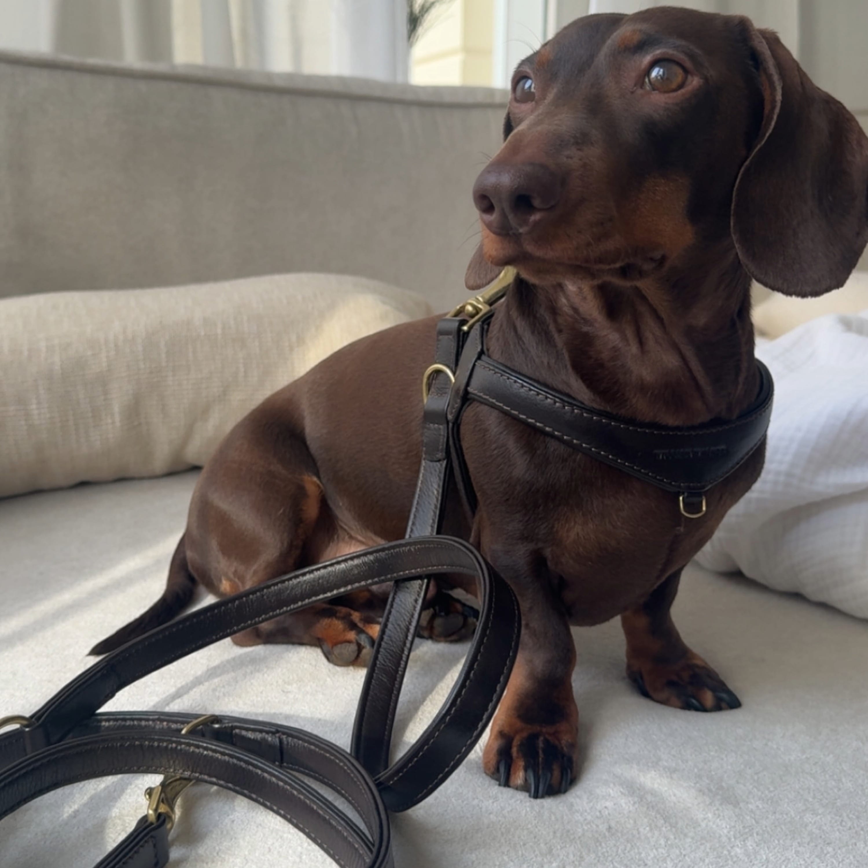William Walker Premium Ledergeschirr Bundle Konfigurator für kleine Hunde