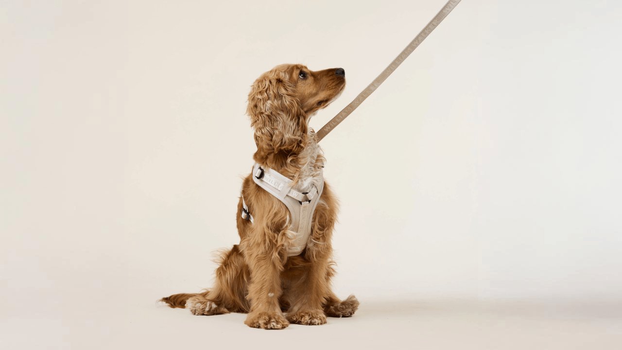 Hundegeschirre