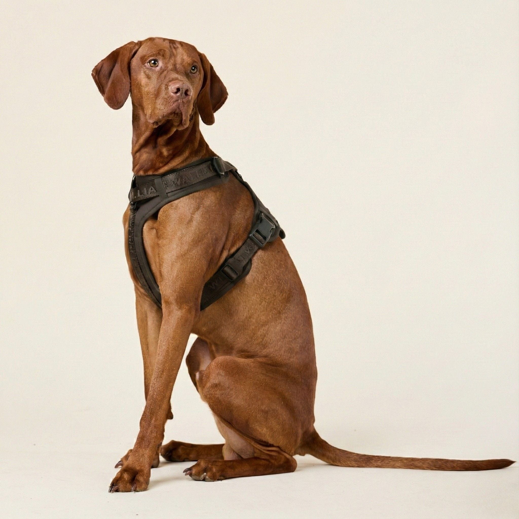 William Walker Hundegeschirr Bundle Konfigurator Apex Kollektion