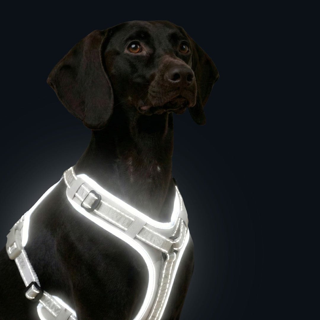William Walker Hochwertiges Y-Hundegeschirr Lunar (Reflektierend)