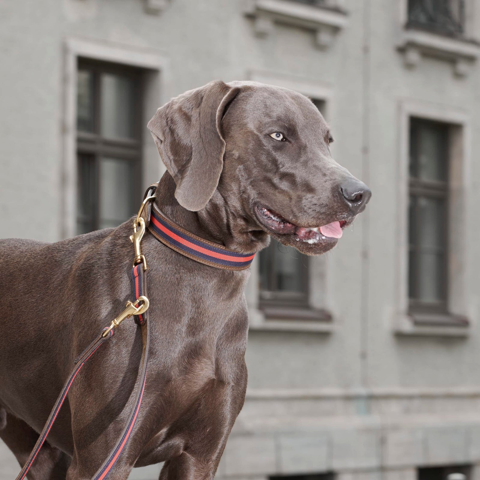 William Walker Leder Hundehalsband Charles // Limited