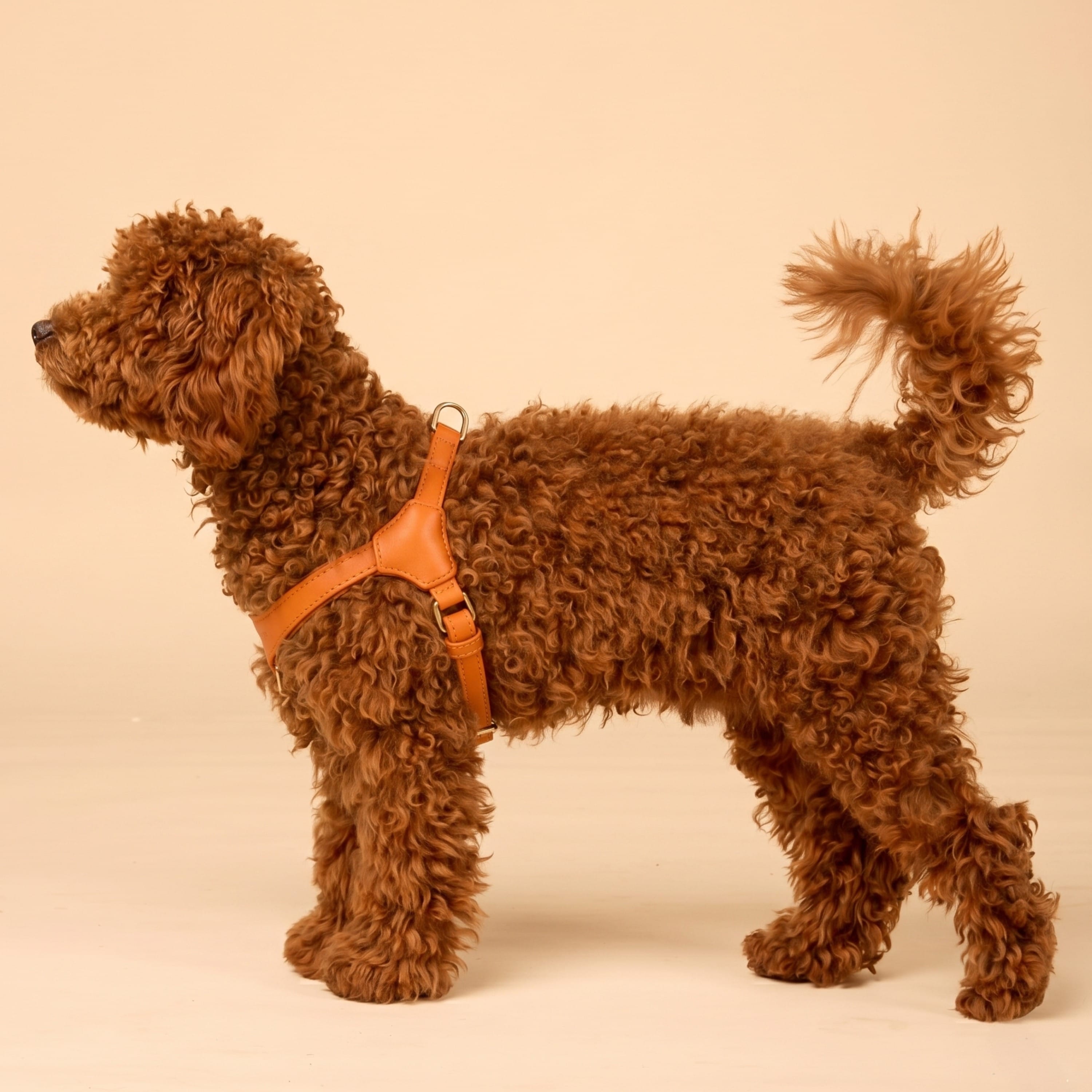 William Walker Step-In Leder Geschirr Pico für kleine Hunde