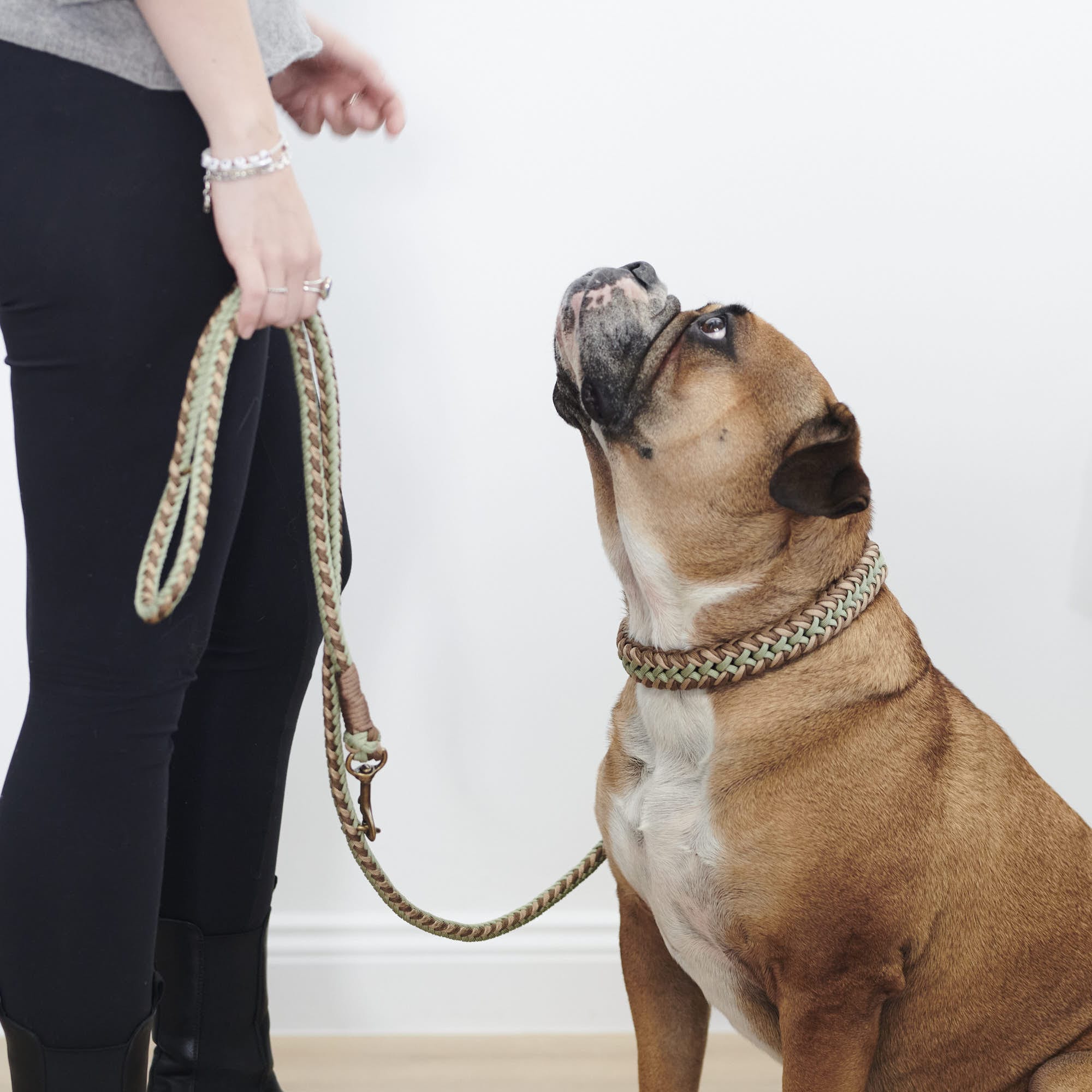 William Walker Paracord Hundeleine Shire // Limited